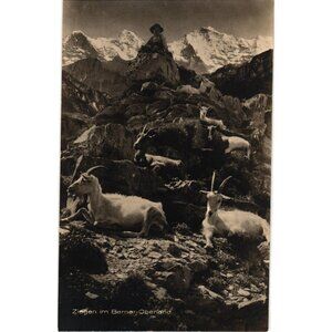Ziegen Im Berner Oberland Real Photo Postcard Gabler Switzerland 8794
